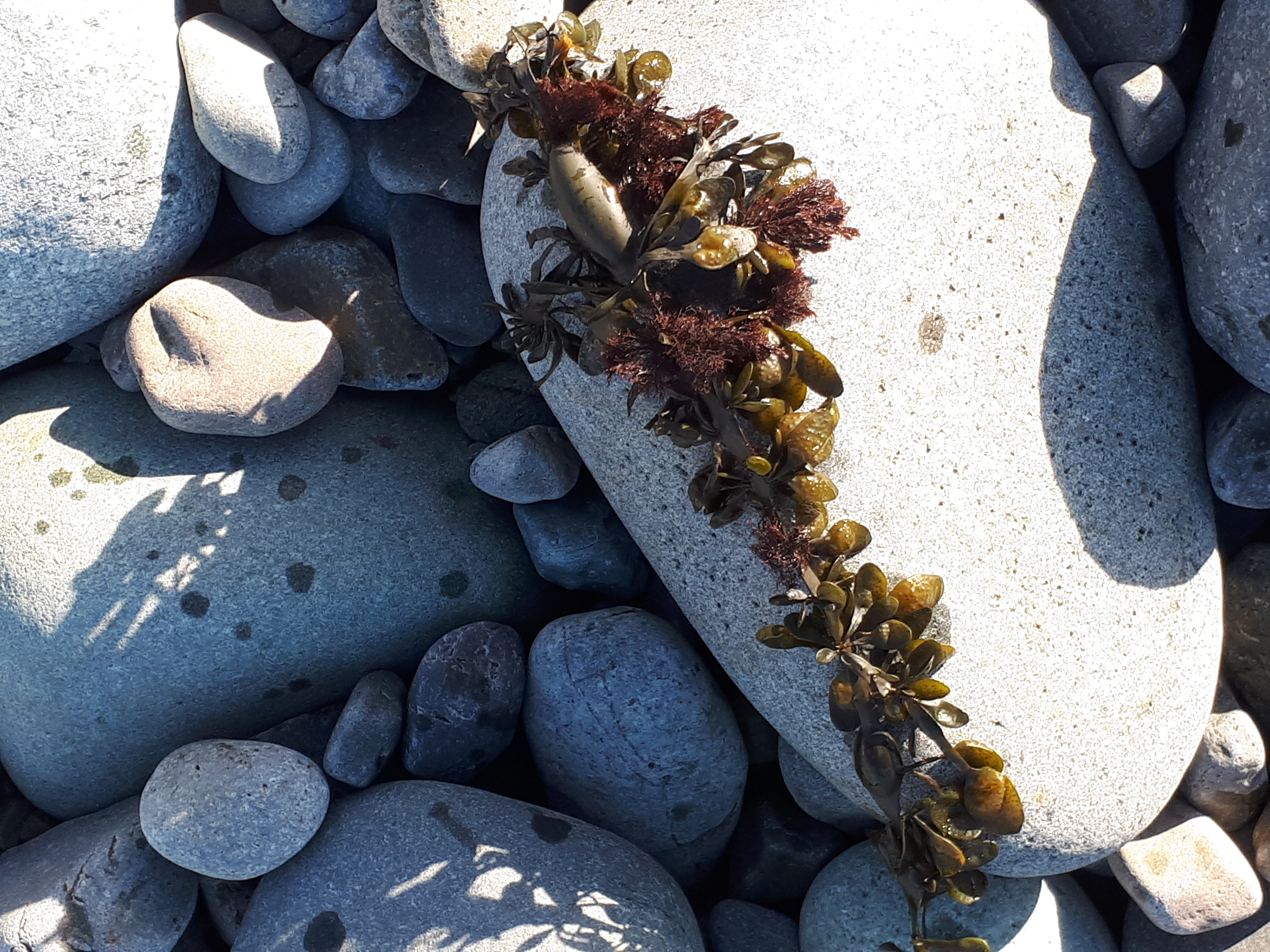 More-seaweed.jpg
